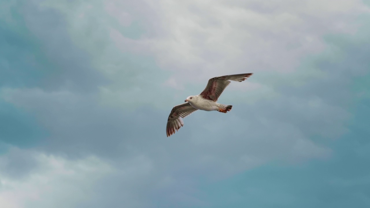 飞行中觅食的海鸥视频素材