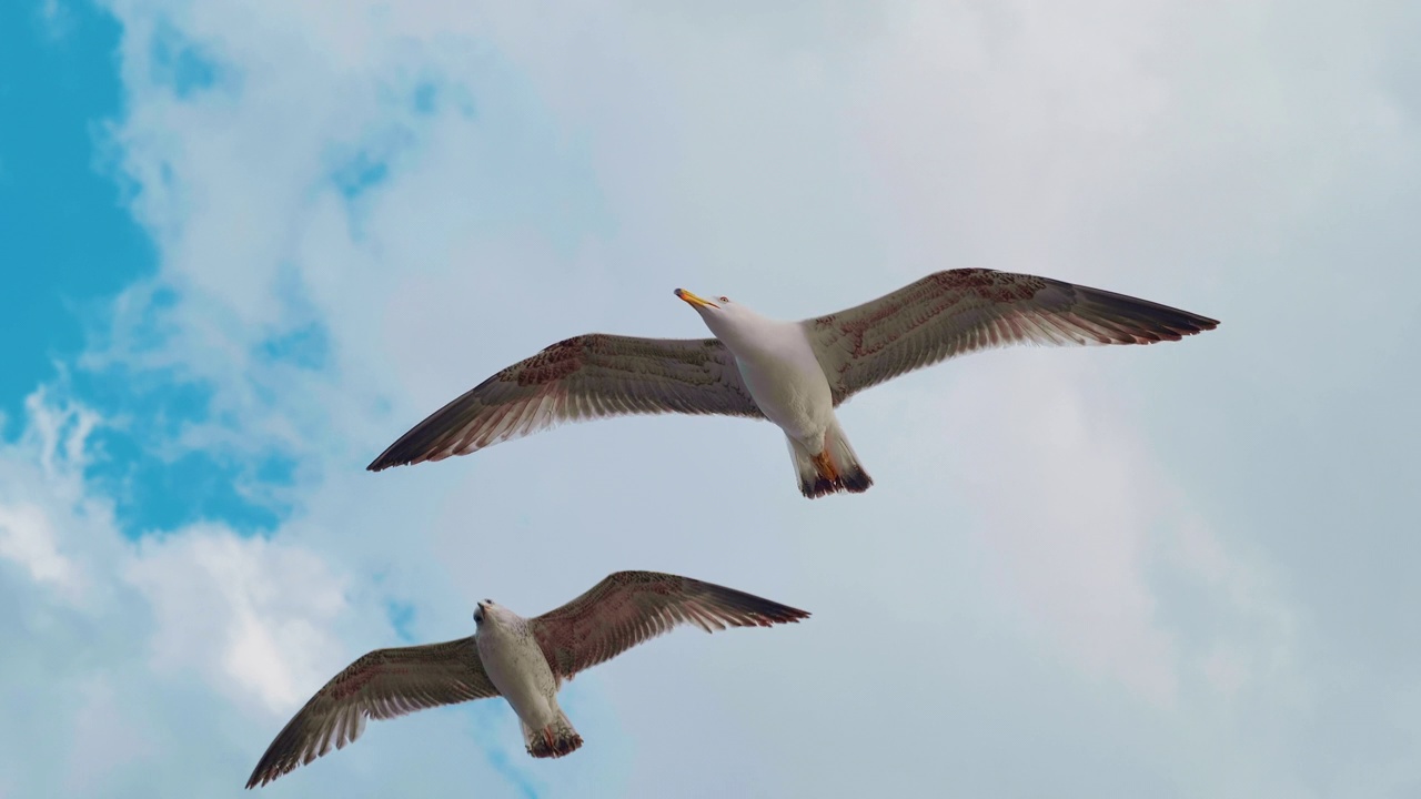 海鸥在蓝天上飞翔的特写视频素材