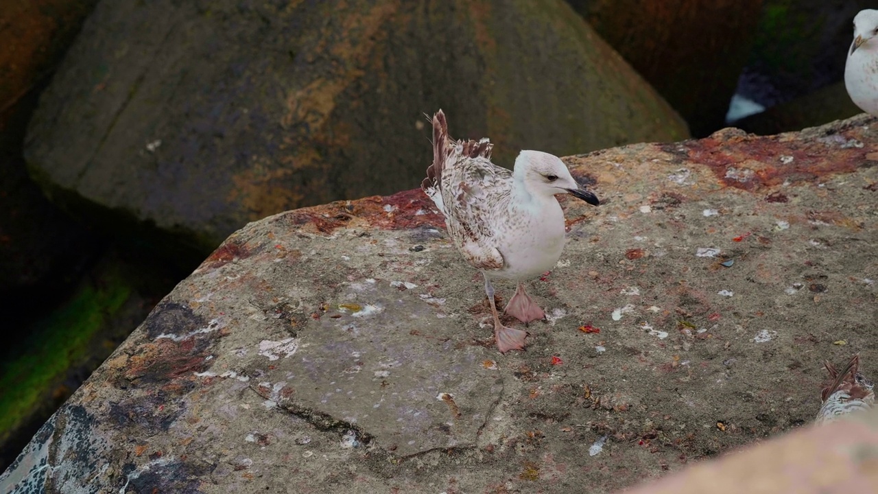 海鸥站在沙滩上的岩石上视频素材