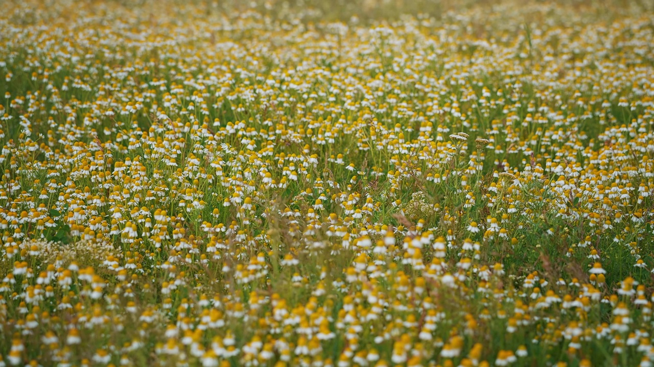 洋甘菊花在夕阳下的草地上。视频素材