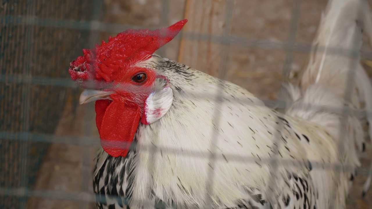 特写美丽的公鸡品种肖像。视频素材