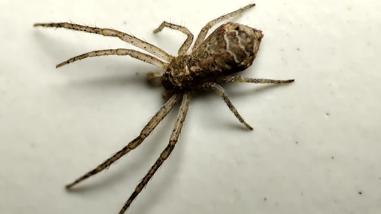 八条腿蜘蛛视频素材