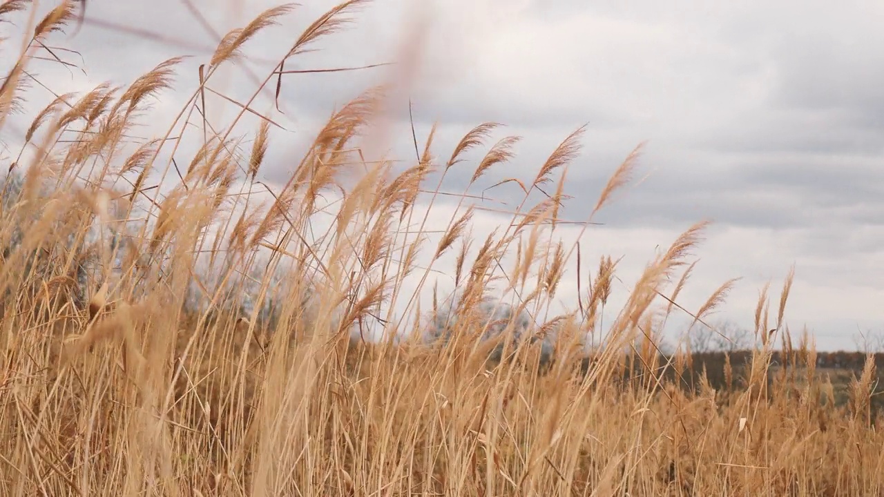 棕色的潘帕斯草原户外移动在风与多云的天空上的自然背景视频下载