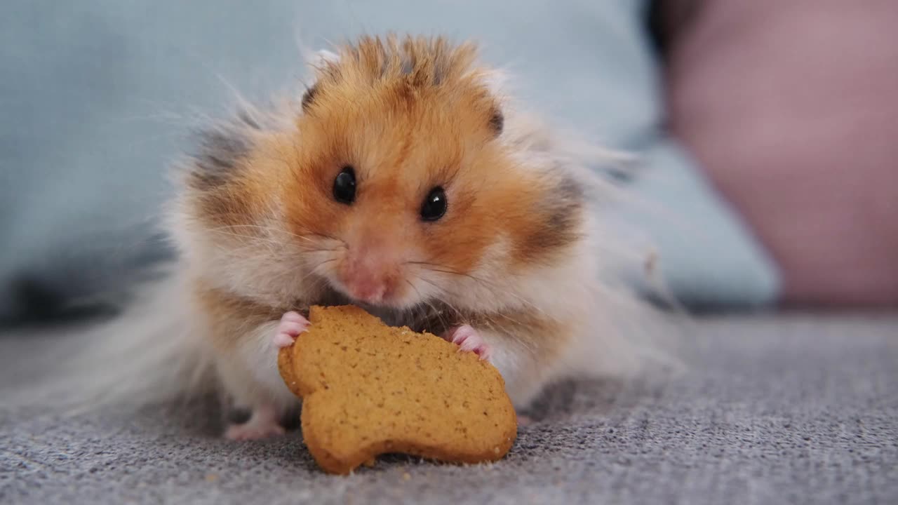 可爱的红色仓鼠坐在沙发上吃饼干视频下载