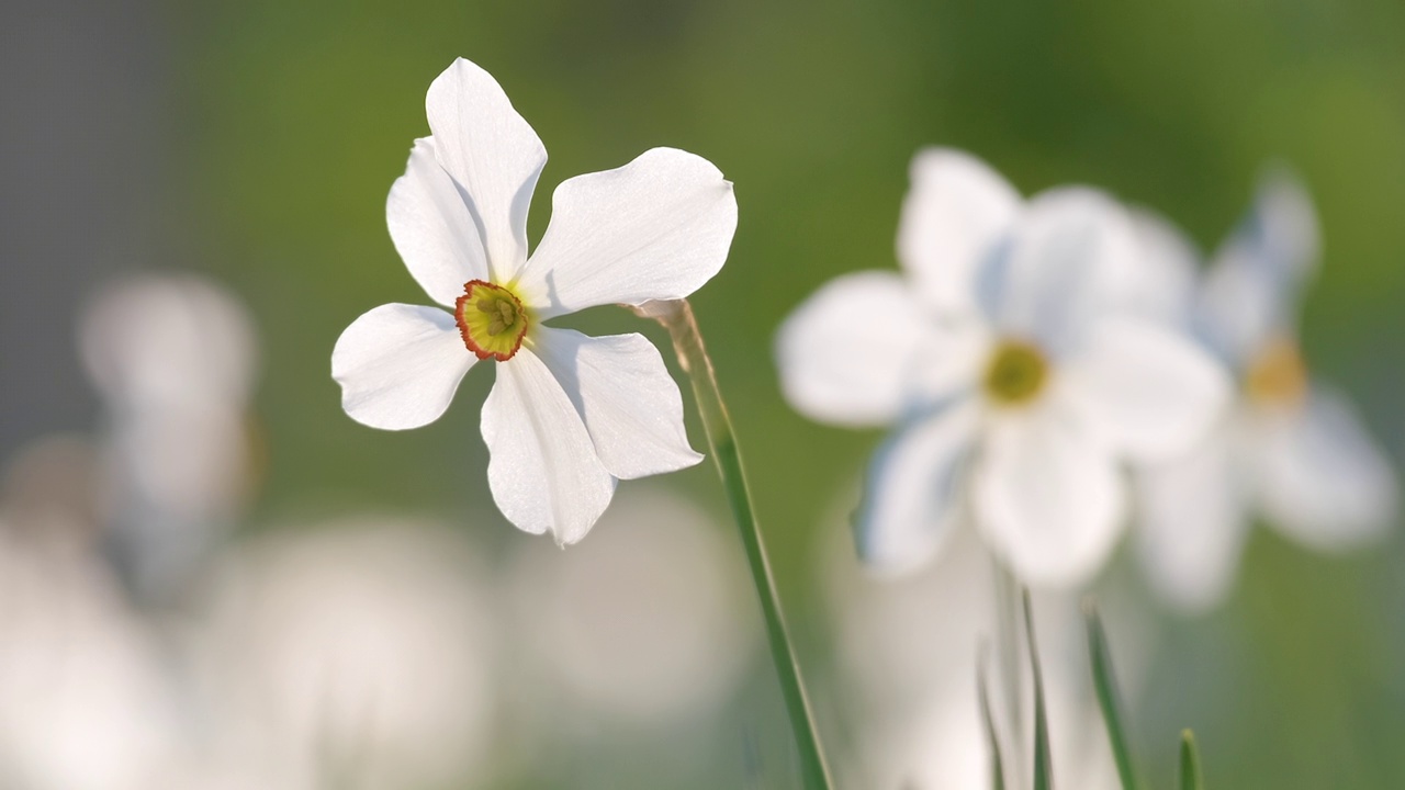 白嫩水仙花盛开在春天阳光明媚的花园里视频素材