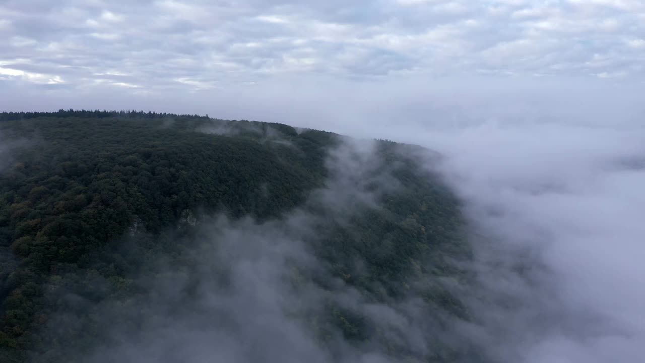 林地上的晨雾视频下载