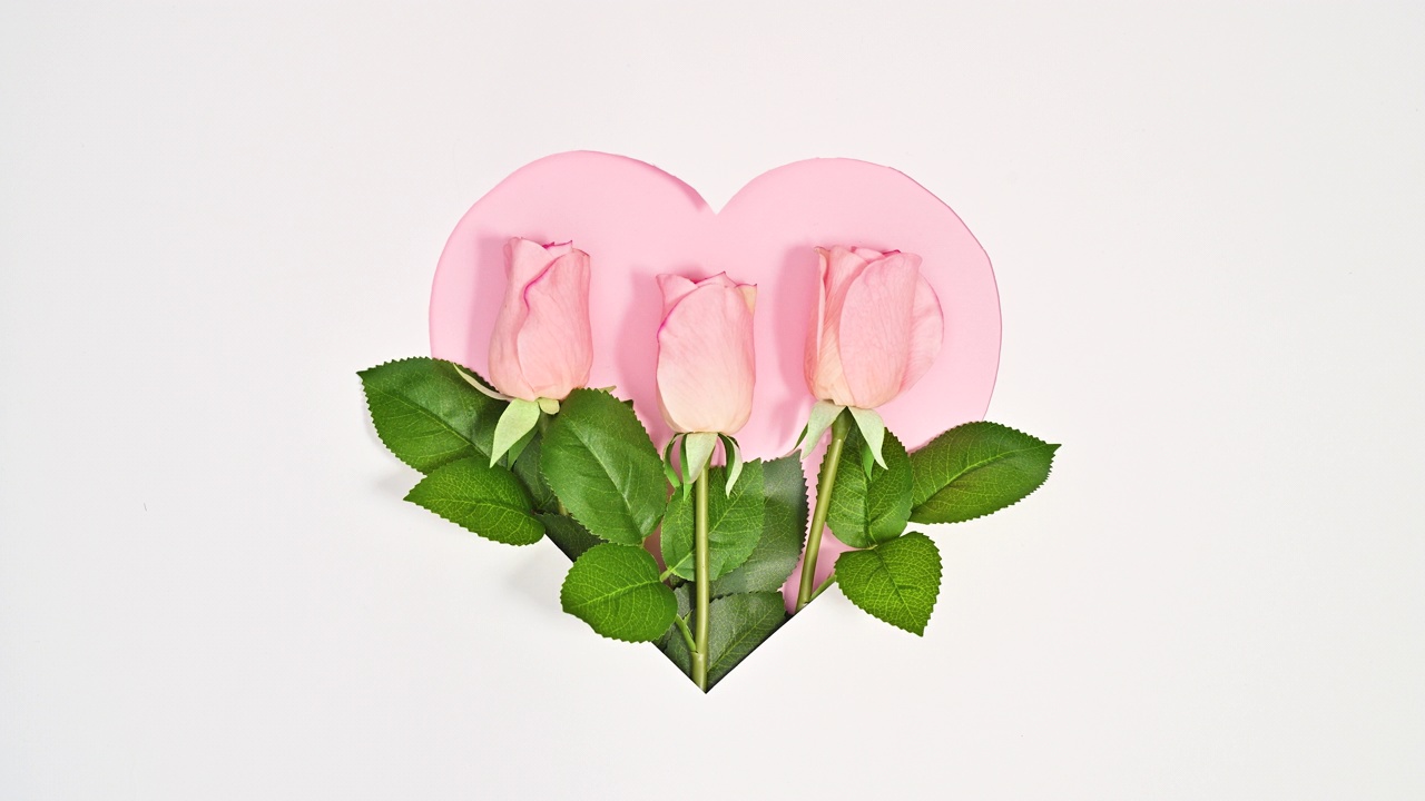 浪漫的淡粉色自然玫瑰在心型框架。白色背景。现实主义美学的花。止动平铺视频素材