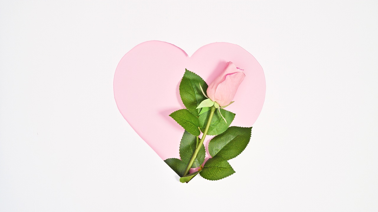 一只浪漫的自然玫瑰出现在心形框架。现实的审美花。弹簧停止运动平铺视频素材