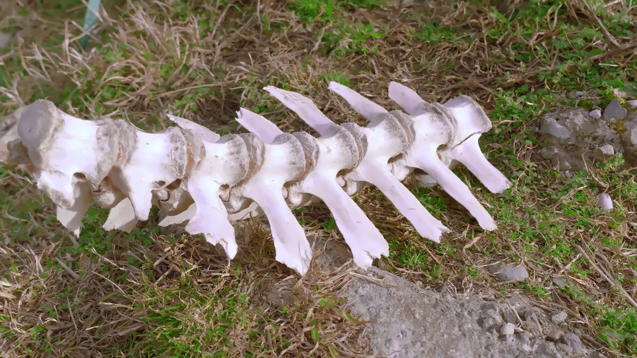 动物的骨头散落在田野的草地上。视频素材