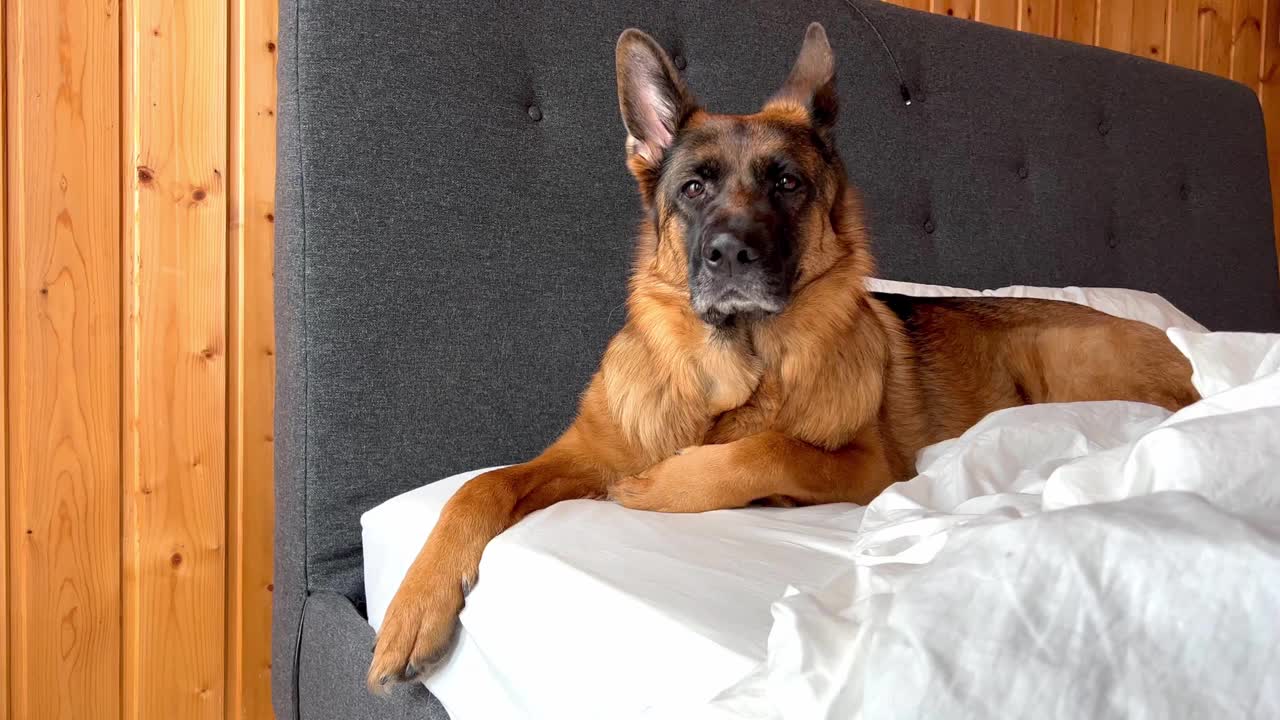 德国牧羊犬躺在床上。视频素材