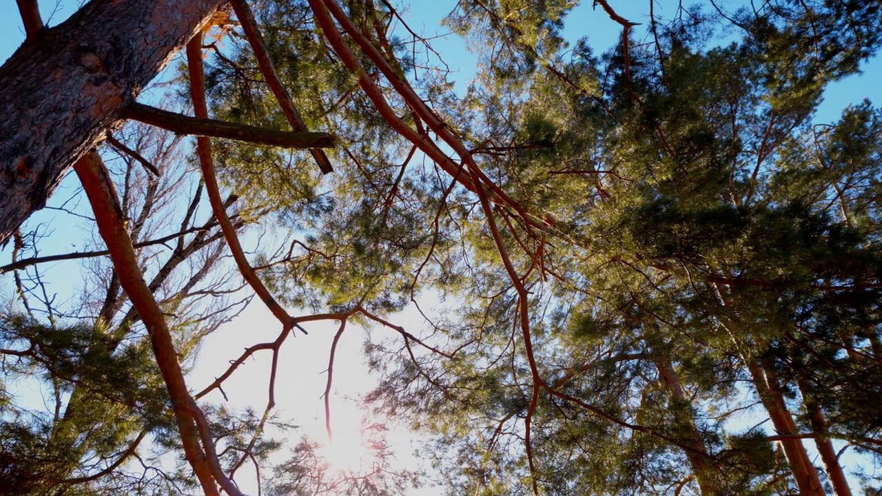 底部的观点高大的老松树在常绿的原始老雪松林。近距离视频素材