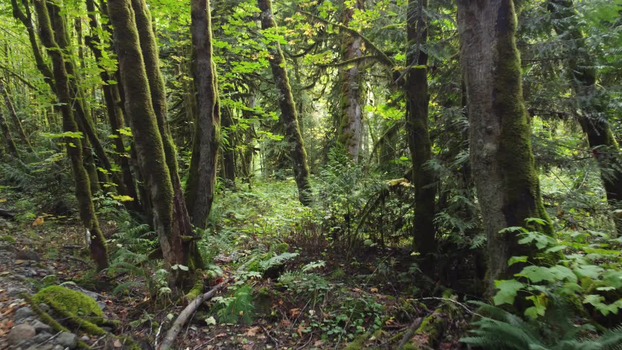 郁郁葱葱的绿色苔藓森林视频下载