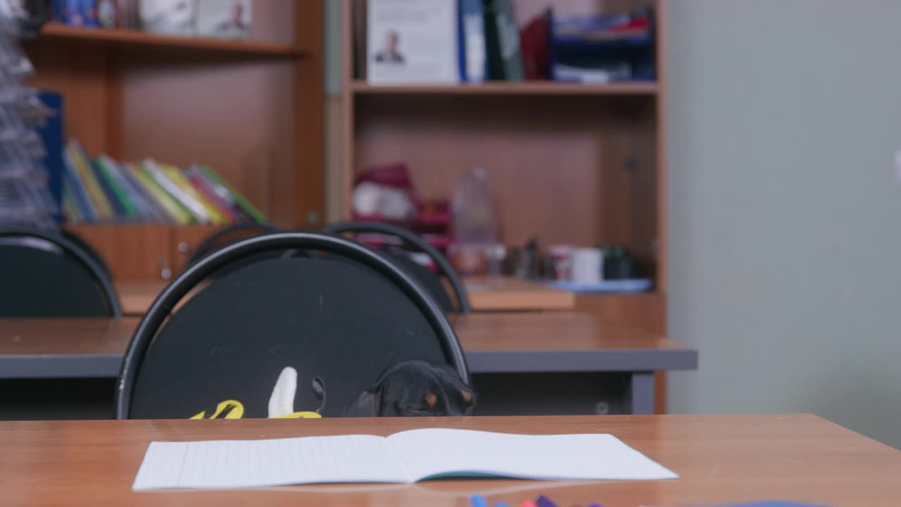 光滑的毛腊肠狗在明亮的蓝色西装与衣领和背包坐在木书桌与抄写本和学习在教室里视频素材
