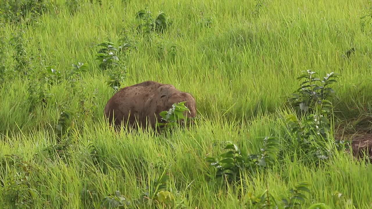 一群在野外吃着青草的亚洲象视频素材