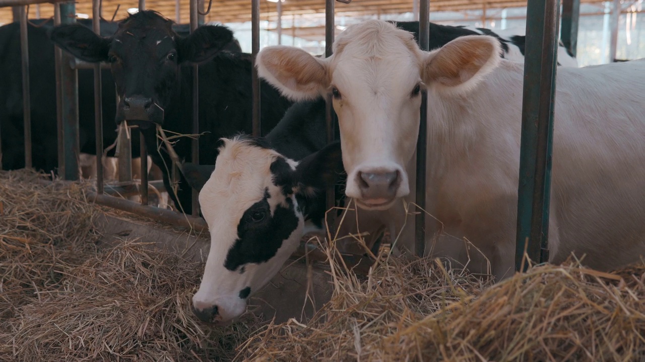 在产奶农场里吃奶的一群奶牛视频下载