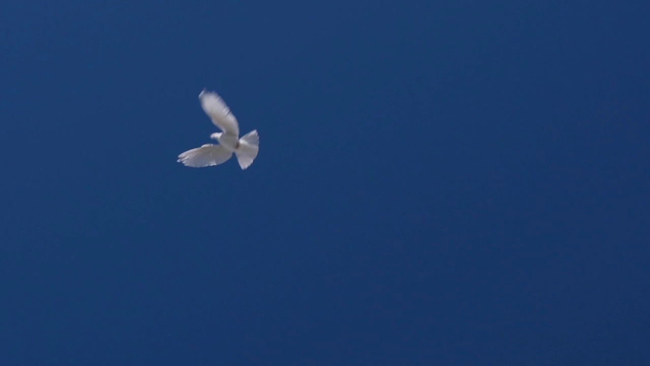 鸽子在蓝天上飞翔视频素材