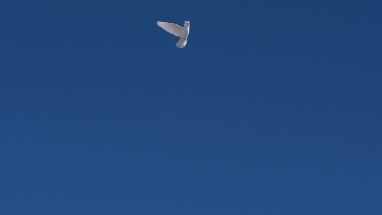 鸽子在蓝天上飞翔视频素材
