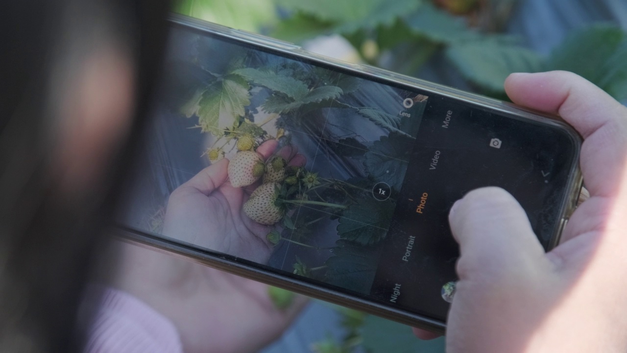 一名女性游客在有机花园用智能手机拍草莓的照片。专注于手机屏幕视频下载