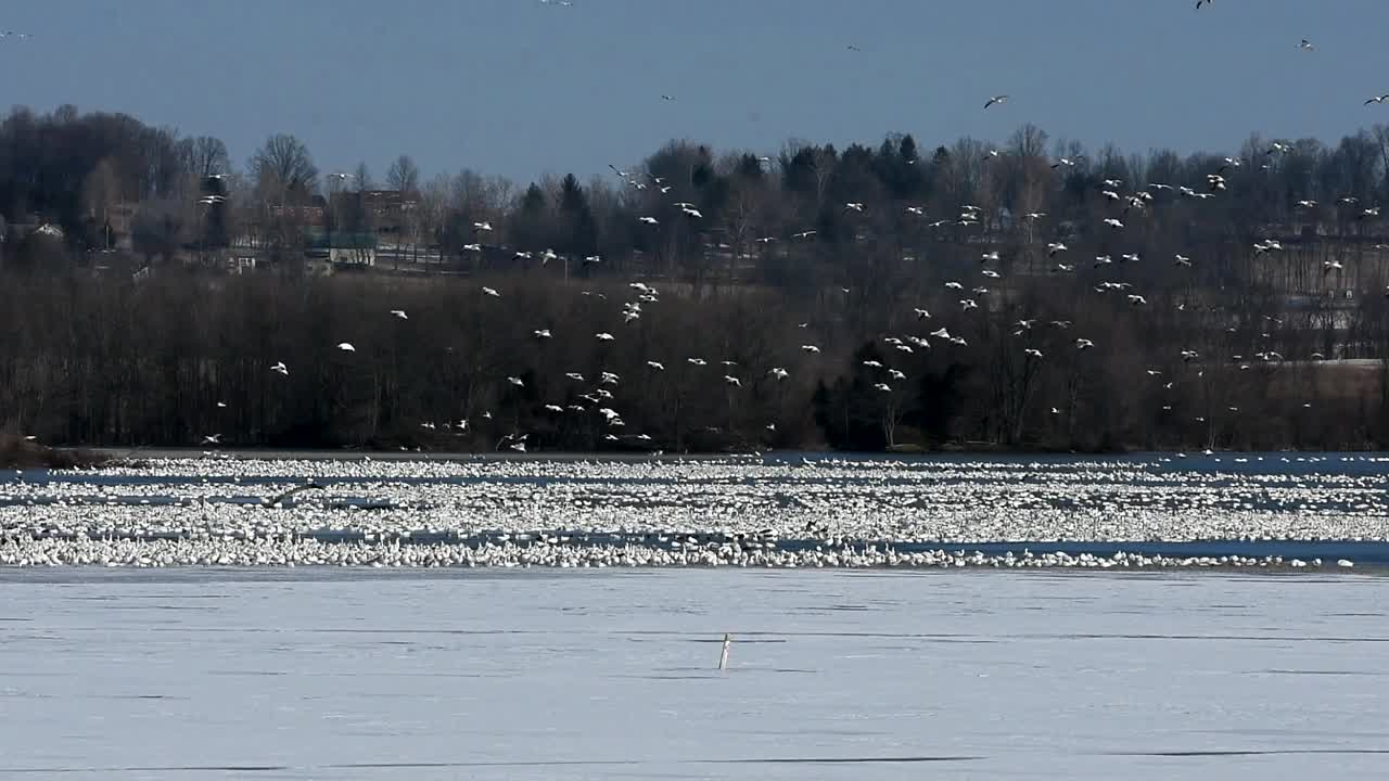 湖上的雪雁视频下载