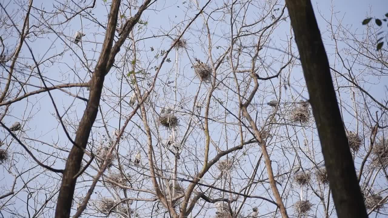 小白鹭在中国的树上筑巢视频下载