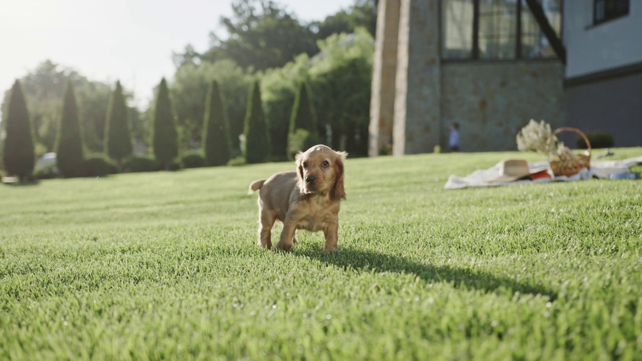 有趣的小狗在草坪上奔跑视频素材