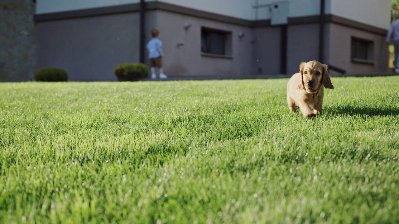 小狗在绿色的草地上奔跑，快乐的可卡犬在房子的背景上视频素材