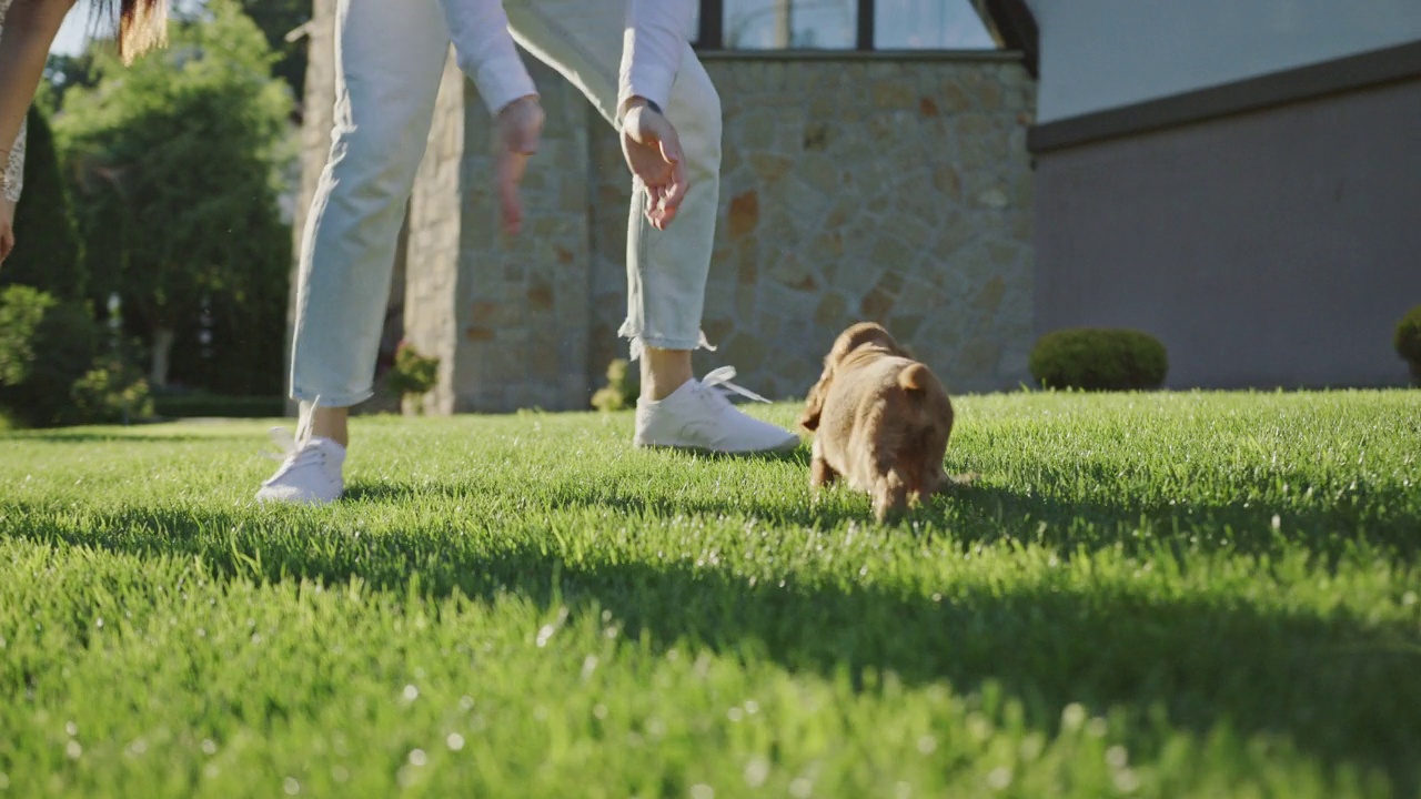快乐的家庭与可卡犬小狗在后院绿色的草坪上玩耍视频素材