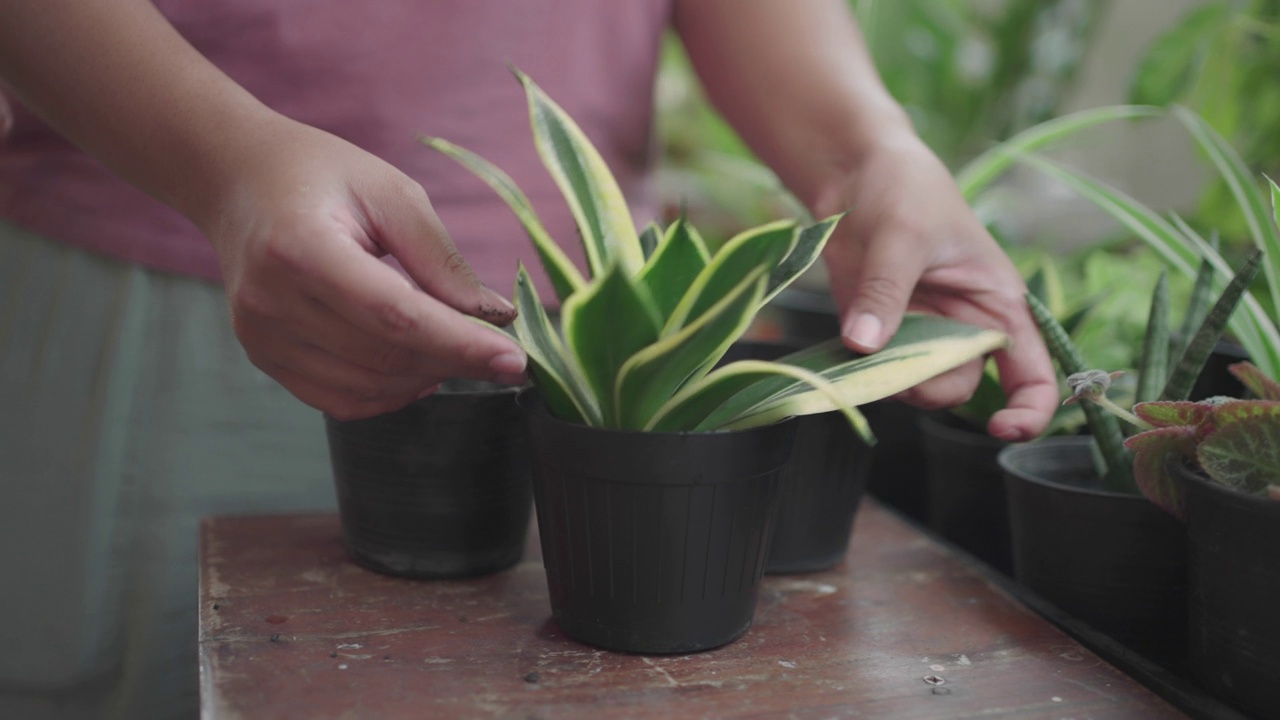 女人移花盆种植植物视频素材