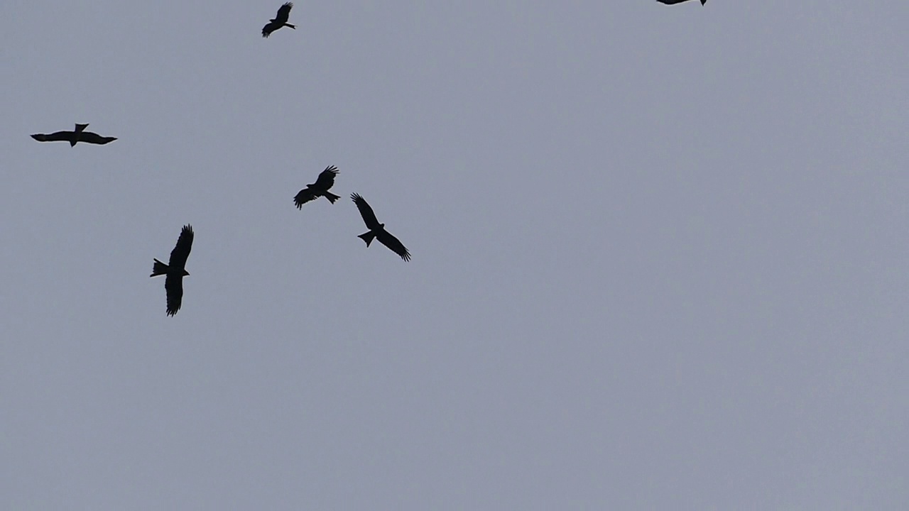 黑耳风筝在蓝天上飞翔。视频素材