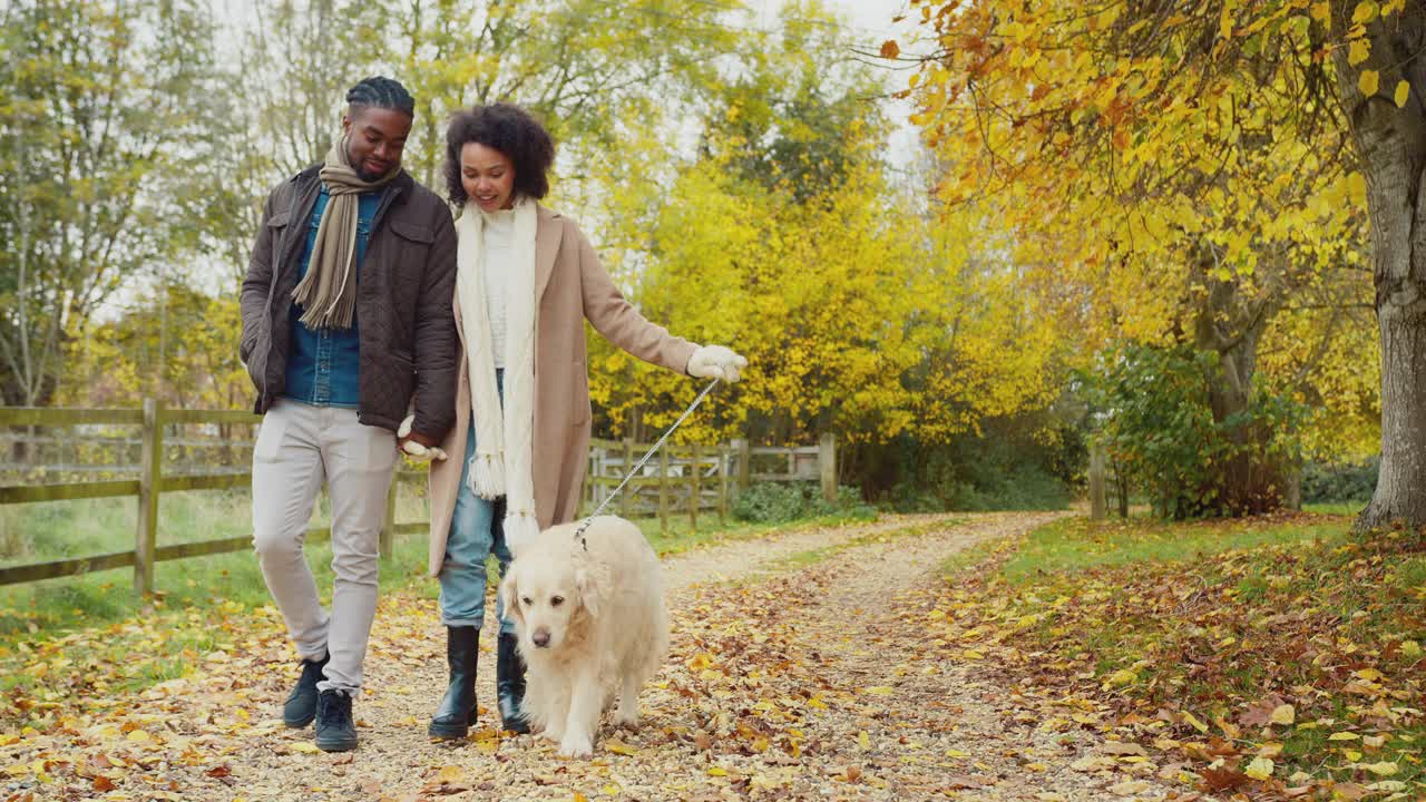 一对夫妇带着宠物金毛寻回犬在秋天的乡村散步视频下载