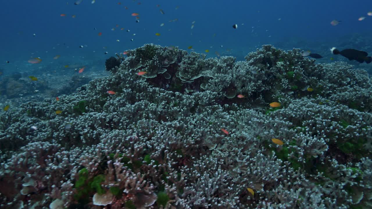 在泰国西米兰群岛健康的珊瑚上潜水视频下载