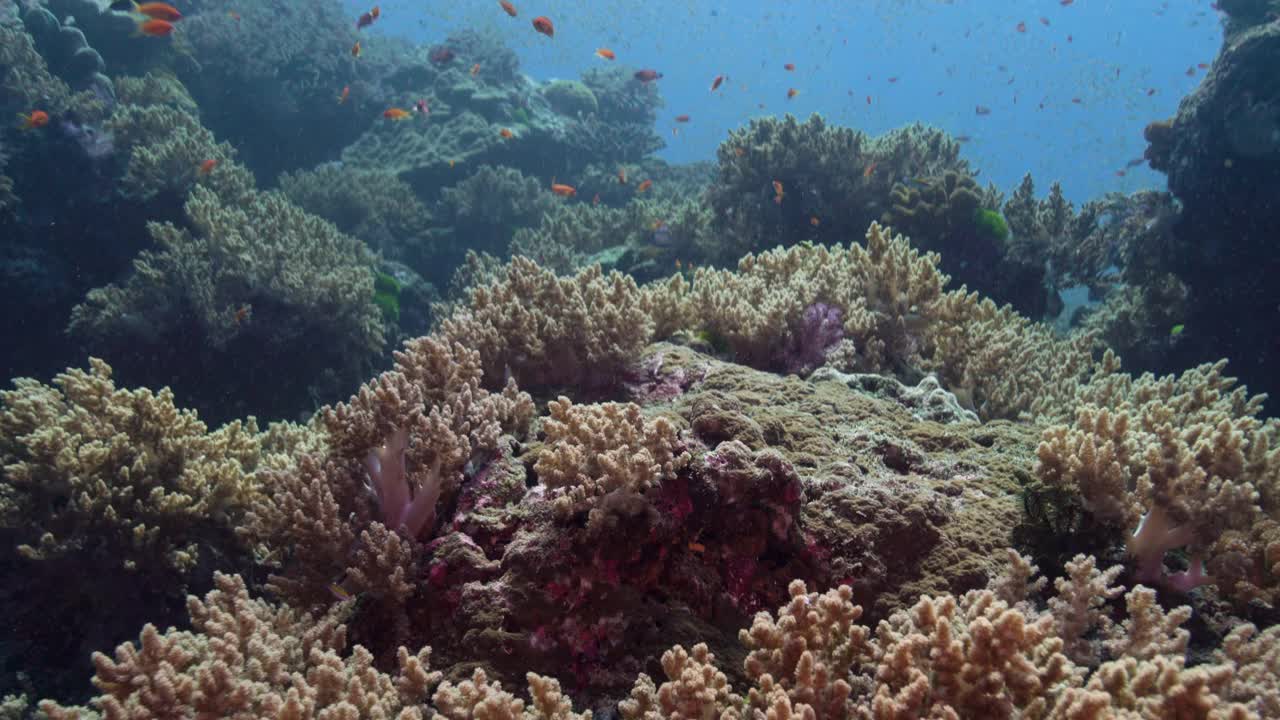 难以置信的美丽的水下珊瑚礁，西曼群岛泰国视频下载