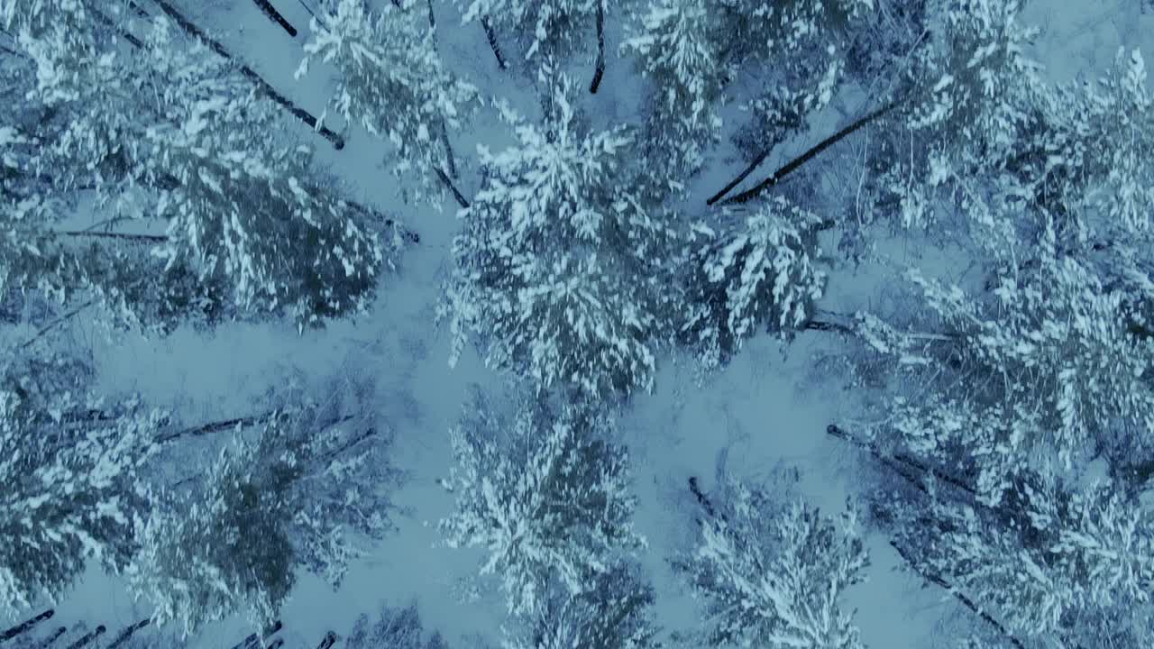 从空中俯瞰，这架直升机正飞过白雪皑皑的松树树梢，这是一个结霜的日子。冬天森林里童话般的美丽风景。4 k, ProRes视频素材