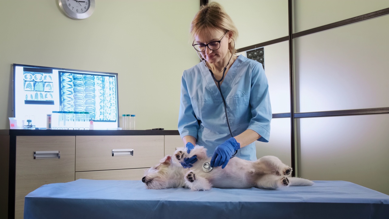 一名女兽医在医疗保健诊所用听诊器为杰克罗素犬进行检查。视频下载