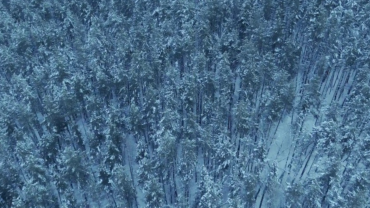 鸟瞰图，这架直升机正在冬季雪原森林上空飞行。针叶林，高大的松树和冷杉在雪地里。寒冷的冬日，白雪覆盖的树梢。4 k, ProRes视频素材