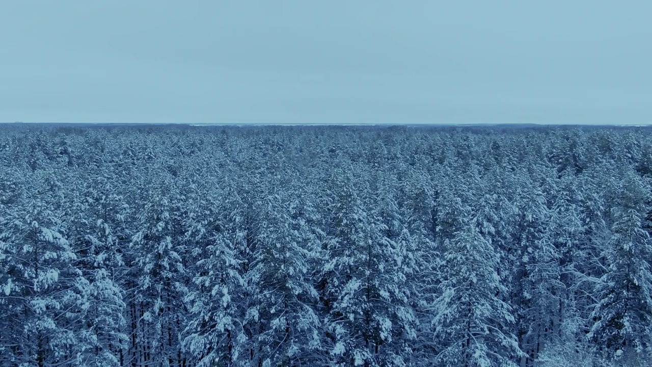 直升飞机从覆盖着雪的树梢上飞过。在结霜的日子里，许多冷杉都结满了白霜。美丽的北方森林。4 k, ProRes视频素材