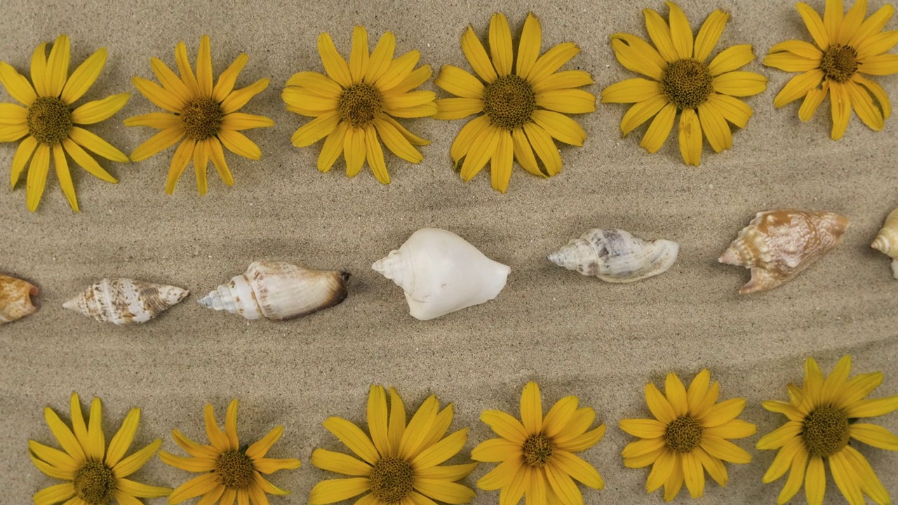 一行行的雏菊和躺在沙地上的贝壳在旋转视频下载