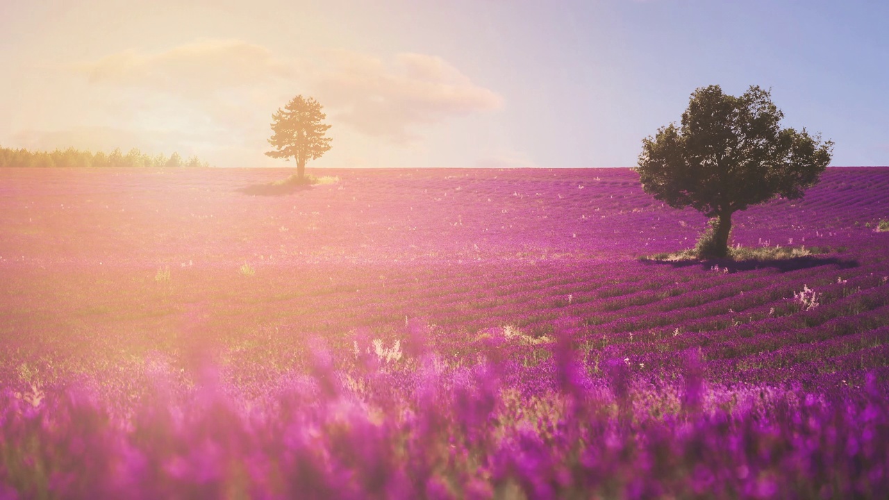 在法国著名的普罗旺斯Côte d'Azur的一个充满活力的彩色薰衣草田的Cinemagraph。天然的传统农业紫薰衣草在著名的旅游度假胜地盛开。无缝视频循环4K超高清。视频下载