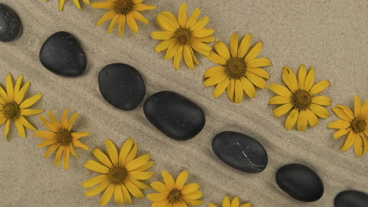 在两行黄色雏菊之间旋转着一排黑色的石头视频下载