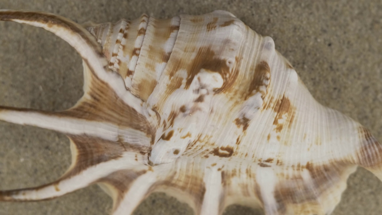旋转的贝壳躺在沙滩上。特写镜头视频下载