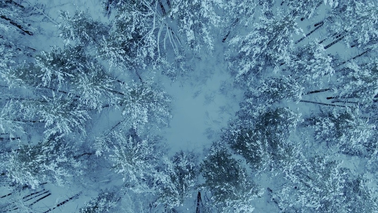 一架无人机飞过一片白雪覆盖的针叶林，相机在旋转。森林里的树梢和树枝都被雪覆盖着，这是霜冻的一天。令人难以置信的美丽冬季景观，俯视图。4 k, ProRes视频素材