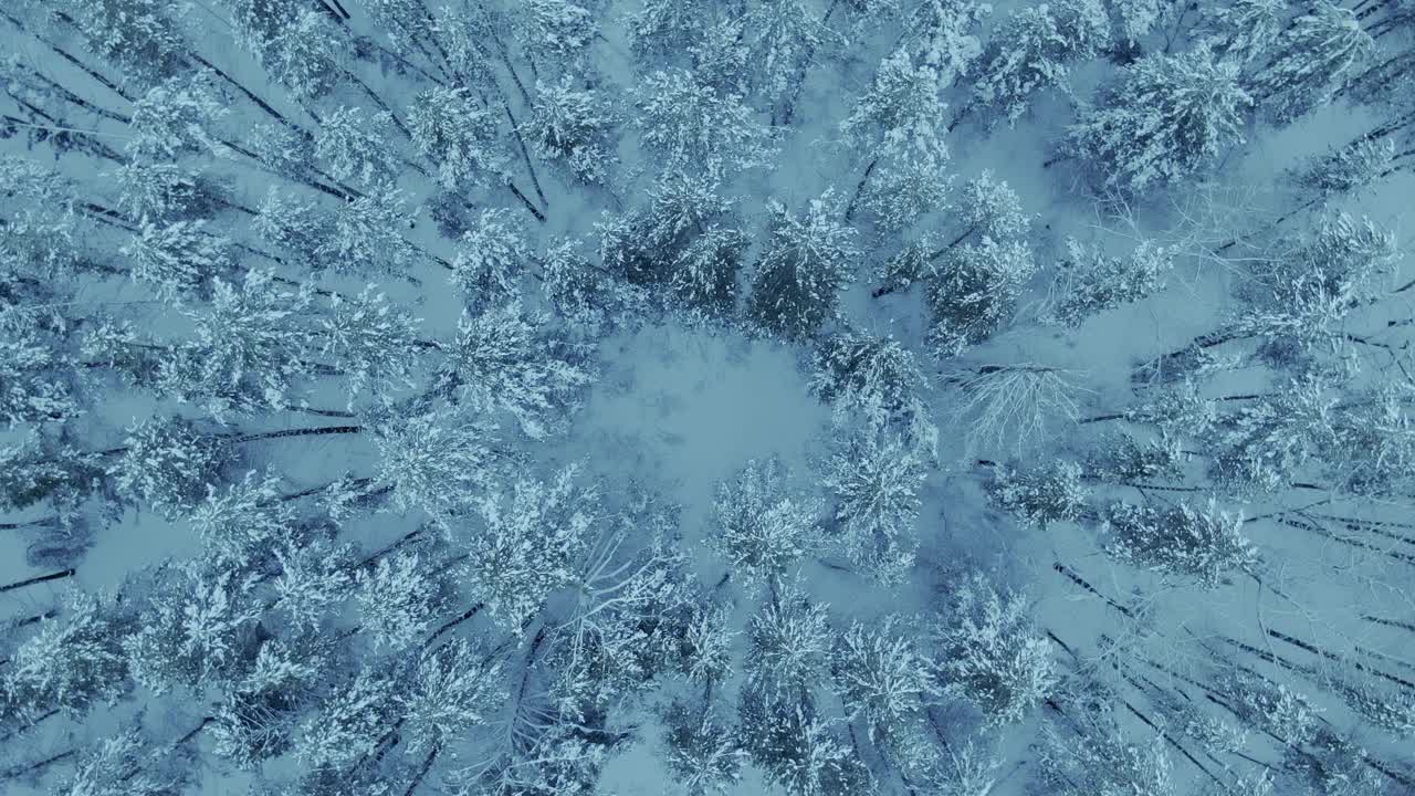 无人机在覆盖着白霜的树木周围盘旋，这是积雪中的冬季森林。美丽的北方森林，一切都被白雪覆盖。无人机飞过许多被雪覆盖的树木。4 k, ProRes视频素材