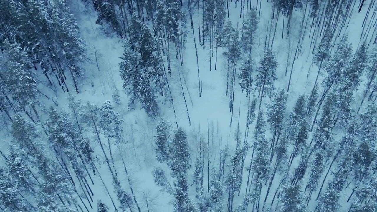 鸟瞰，高大的松树在冬天的森林里，树顶被雪覆盖着。直升机飞过北部美丽的云杉森林，这是一个美丽的冬季景观。4 k, ProRes视频素材