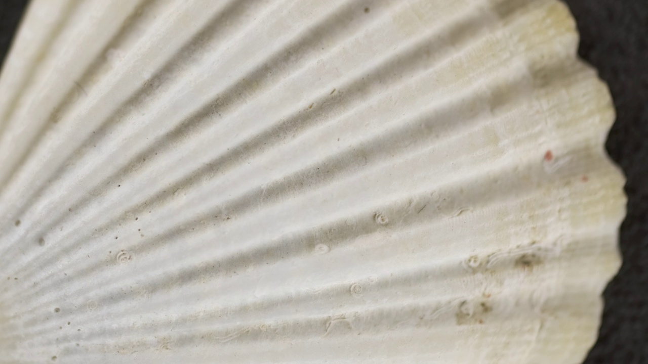 旋转的贝壳躺在沙滩上。白色的贝壳材质。宏射击视频下载