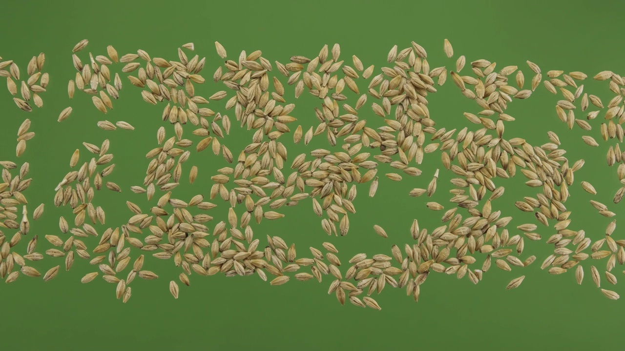 大麦颗粒条纹孤立在绿屏上。俯视图视频下载