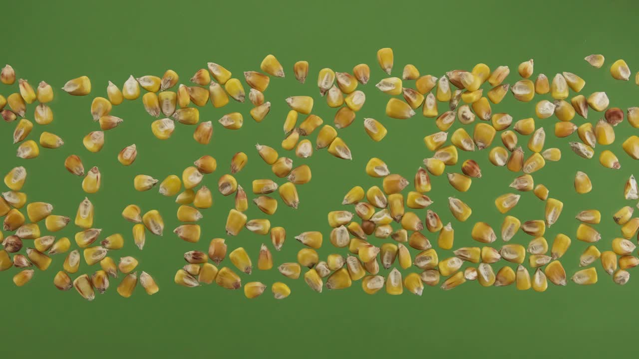 玉米粒条纹孤立在绿屏上。俯视图视频下载