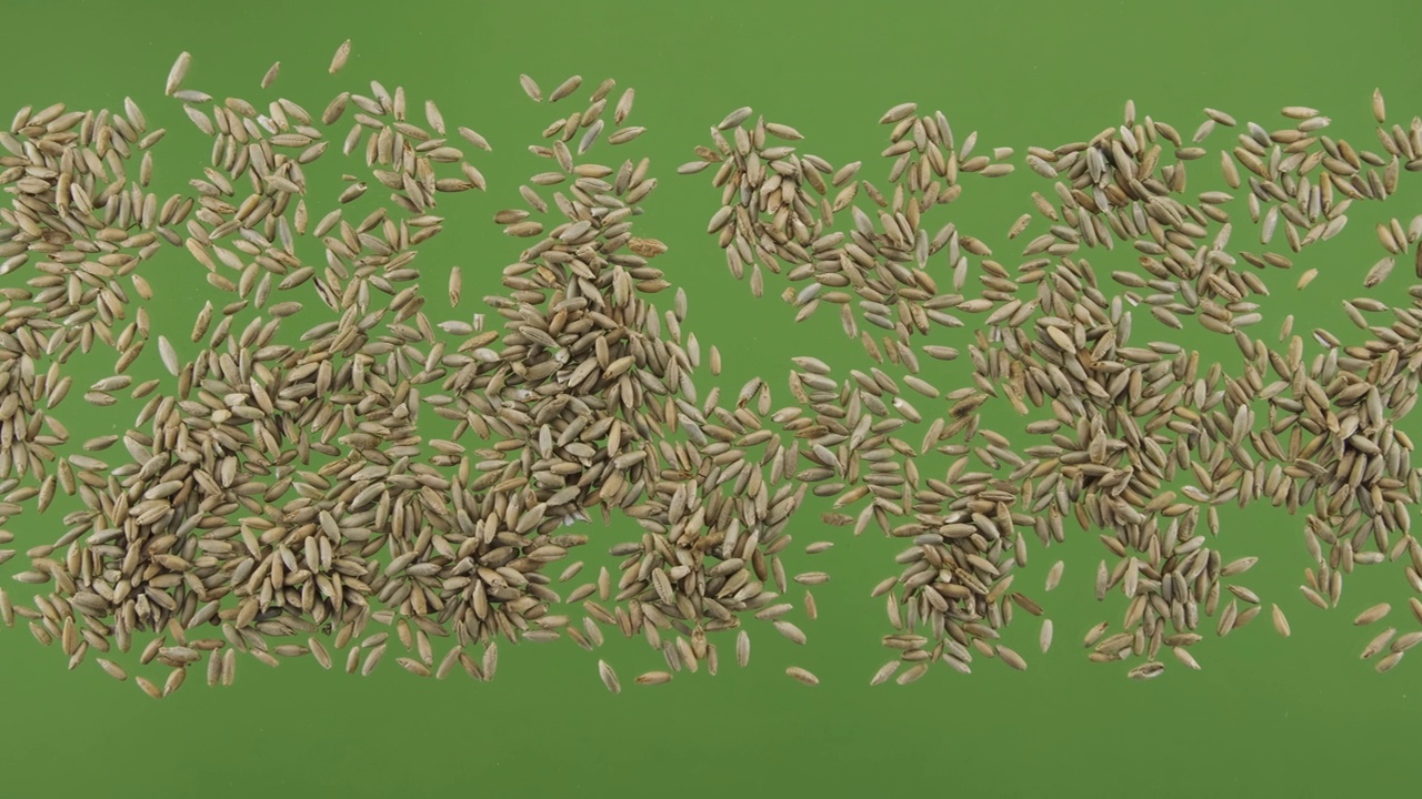 黑麦颗粒条纹孤立于绿屏上。俯视图视频下载