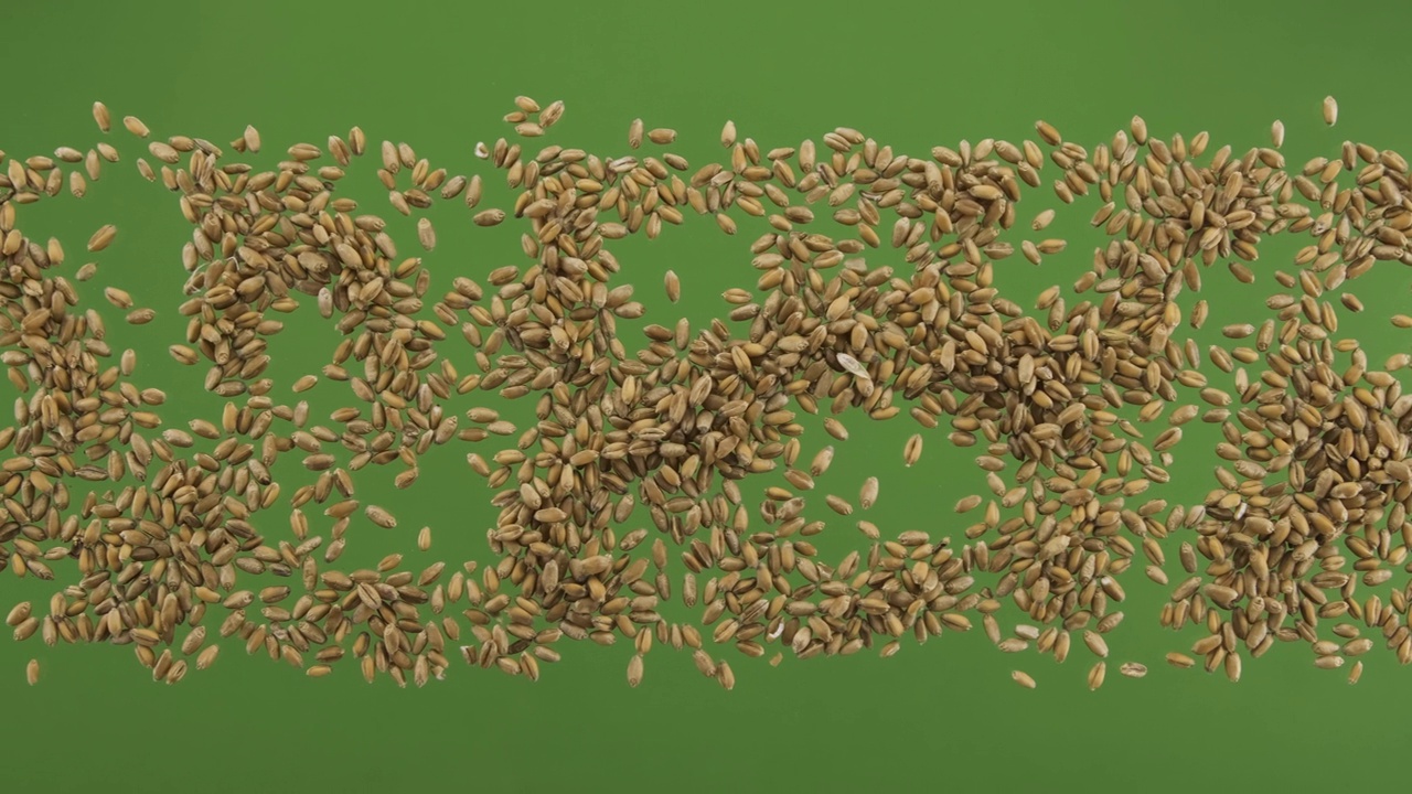 小麦粒条孤立在绿屏上。俯视图视频下载