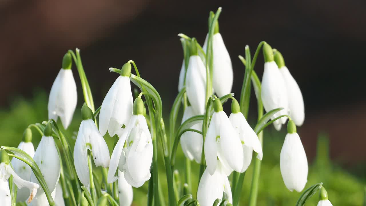 英国湖区安布尔塞德的雪花莲。视频素材
