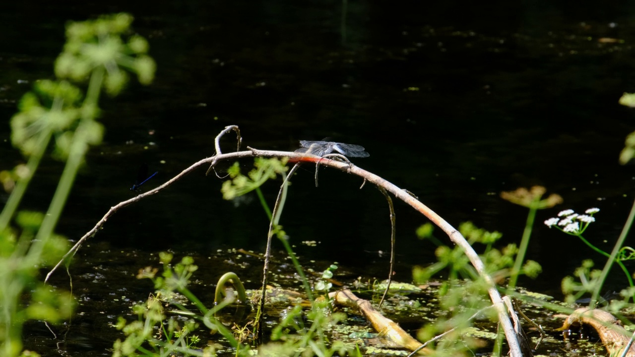 蓝色蜻蜓在绿色自然的分支河边，特写视频素材